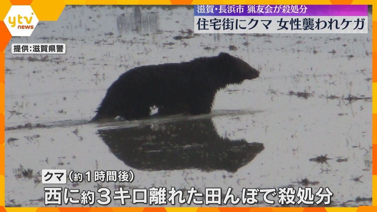 「がぶっとかまれて押されてこけた。怖かった」住宅街でクマに女性襲われ、転倒し骨折　猟友会が殺処分　滋賀・長浜市