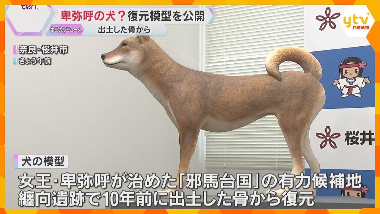 卑弥呼と暮らしていたかも？「邪馬台国」有力候補地から出土した骨から復元、犬の模型公開　愛称も募集　奈良