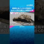 卑弥呼と暮らしていたかも？「邪馬台国」有力候補地から出土した骨から復元、犬の模型公開　愛称も募集　奈良 #shorts　#読売テレビニュース