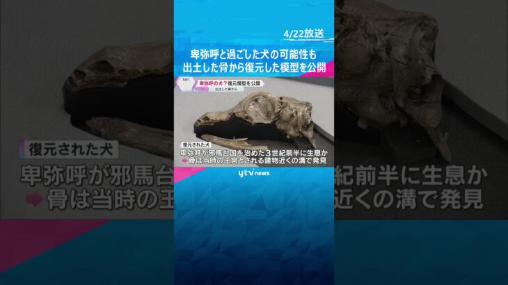 卑弥呼と暮らしていたかも？「邪馬台国」有力候補地から出土した骨から復元、犬の模型公開　愛称も募集　奈良 #shorts　#読売テレビニュース