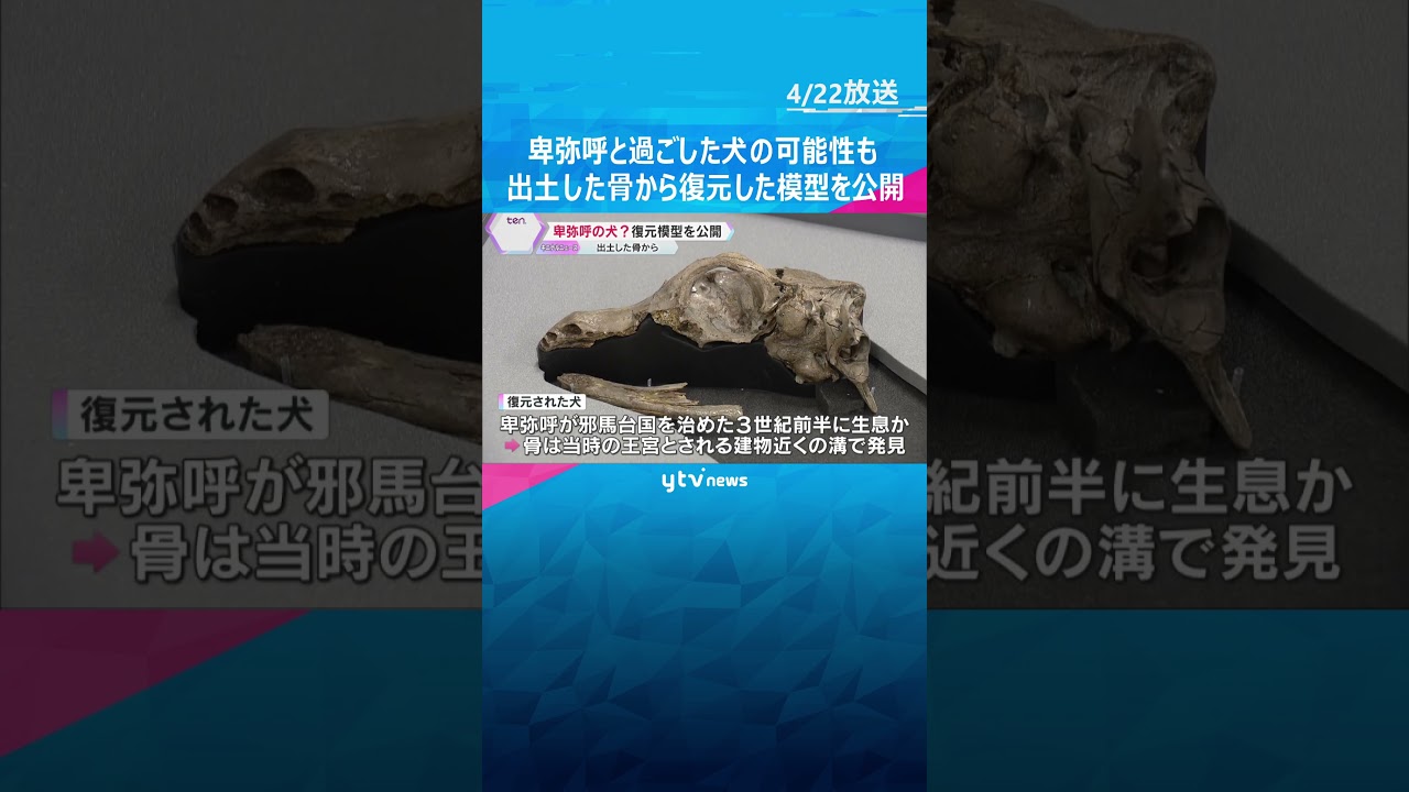 卑弥呼と暮らしていたかも？「邪馬台国」有力候補地から出土した骨から復元、犬の模型公開　愛称も募集　奈良 #shorts　#読売テレビニュース