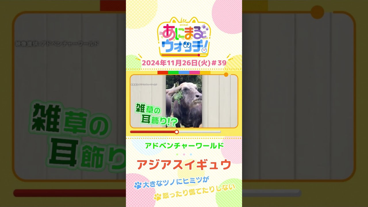 大きなツノにヒミツが!アジアスイギュウ 和歌山「アドベンチャーワールド」 #shorts #読売テレビニュース #すまたん #あにまるウォッチ #動物
