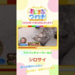 口は意外に小さい！？シロサイ　和歌山「アドベンチャーワールド」　#shorts #読売テレビニュース #すまたん ＃あにまるウォッチ #動物