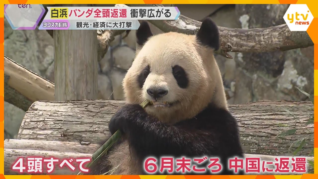 白浜町長「いなくなった後のことは想像できない」パンダ全頭を中国に返還へ 地域に衝撃広がる 和歌山