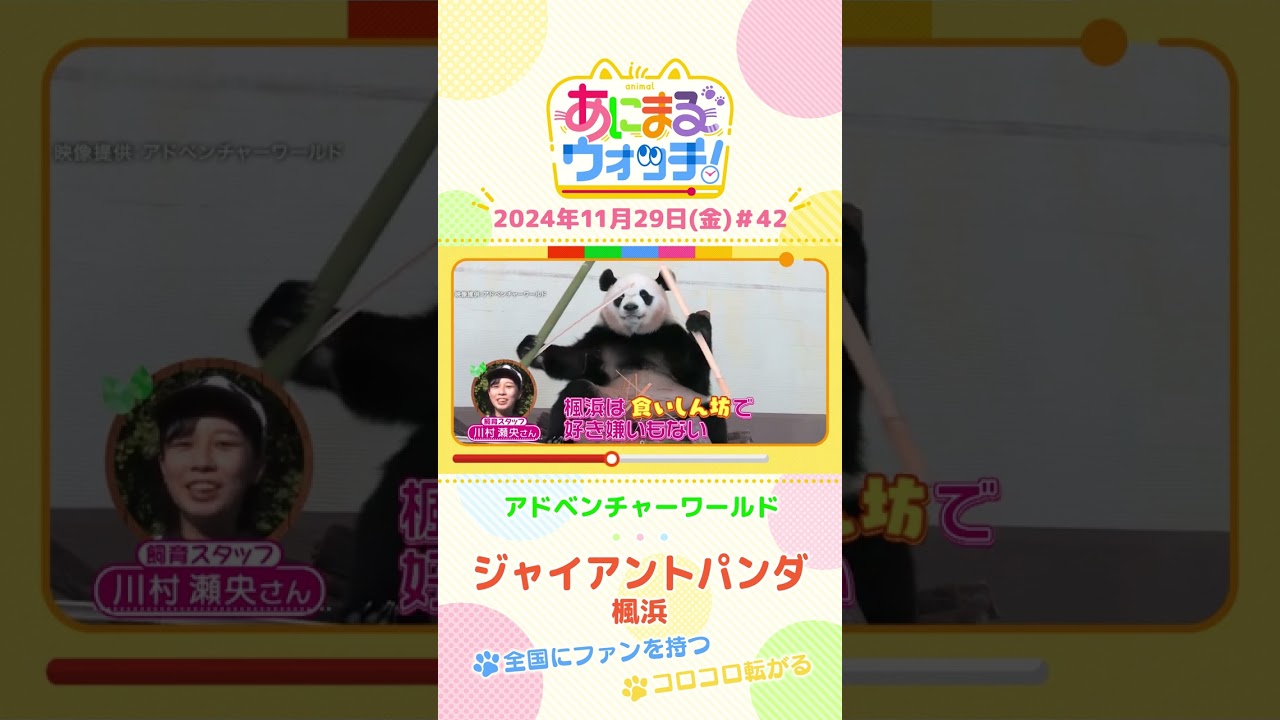 全国にファンを持つ!ジャイアントパンダ「楓浜」 和歌山「アドベンチャーワールド」 #shorts #読売テレビニュース #すまたん #あにまるウォッチ #動物