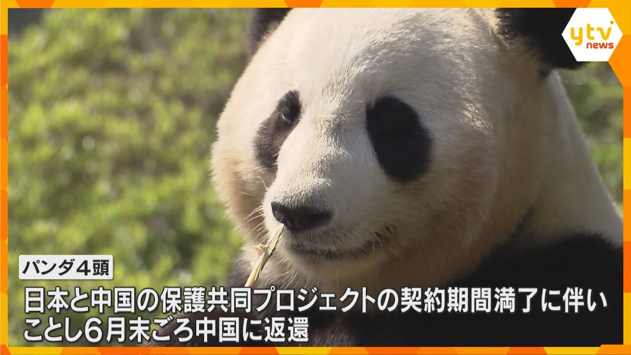 「東京から飛んできた」中国へ帰ることが決まったパンダ 一目見ようとファン集まる「めっちゃ寂しい」 和歌山・アドベンチャーワールド