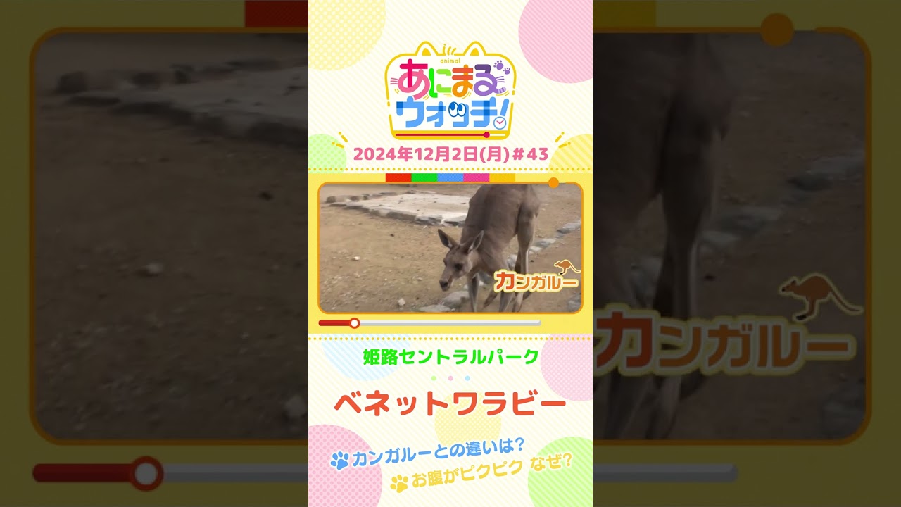 カンガルーとの違いは?「ベネットワラビー」兵庫「姫路セントラルパーク」 #shorts #読売テレビニュース #すまたん #あにまるウォッチ #動物