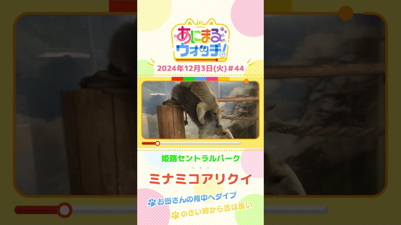 お母さんの背中へダイブ!「ミナミコアリクイ」兵庫「姫路セントラルパーク」 #shorts #読売テレビニュース #すまたん #あにまるウォッチ #動物
