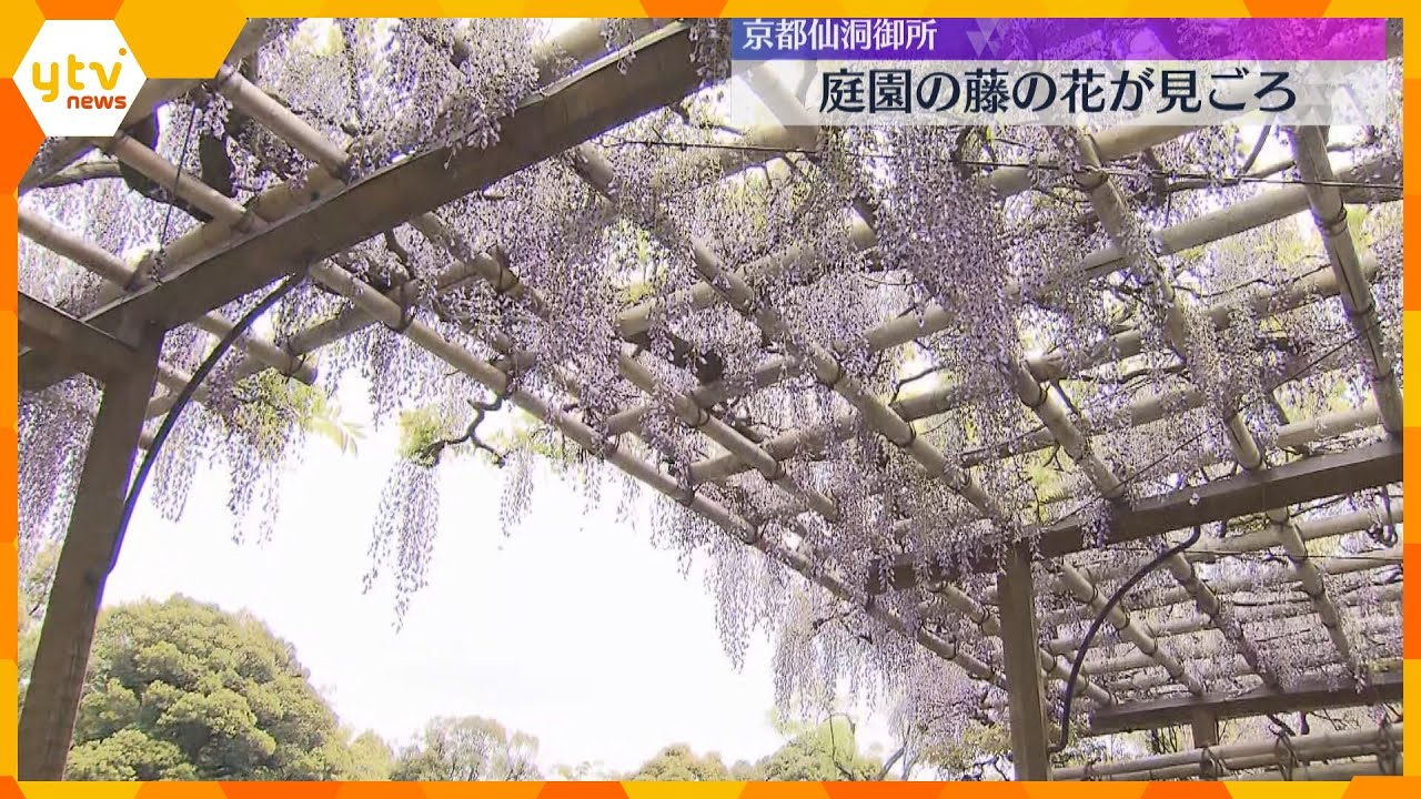 京都仙洞御所で庭園の藤の花が見ごろ 例年並みの時期に満開 入場は要予約、見ごろはGWいっぱい