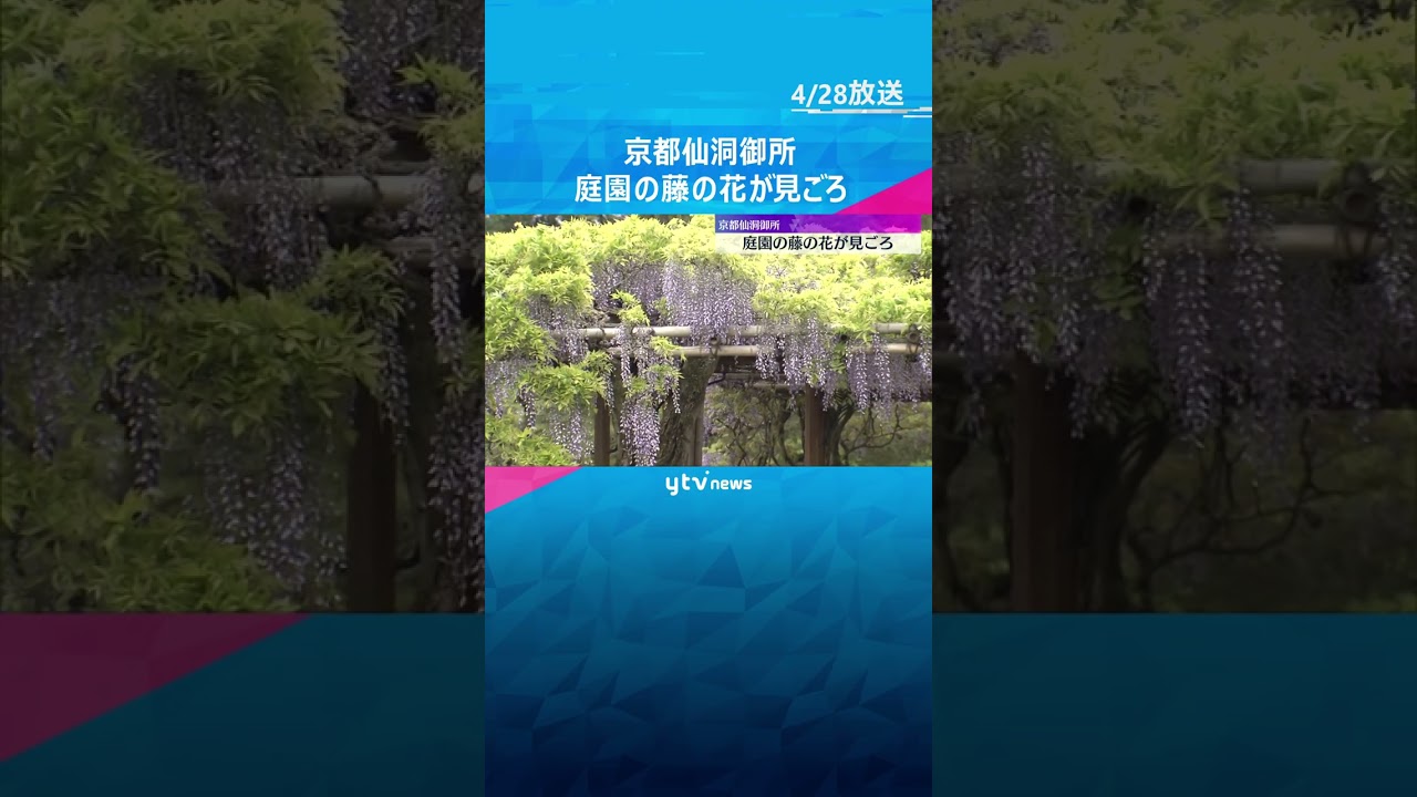 京都仙洞御所で庭園の藤の花が見ごろ 例年並みの時期に満開 入場は要予約、見ごろはGWいっぱい #shorts #読売テレビニュース