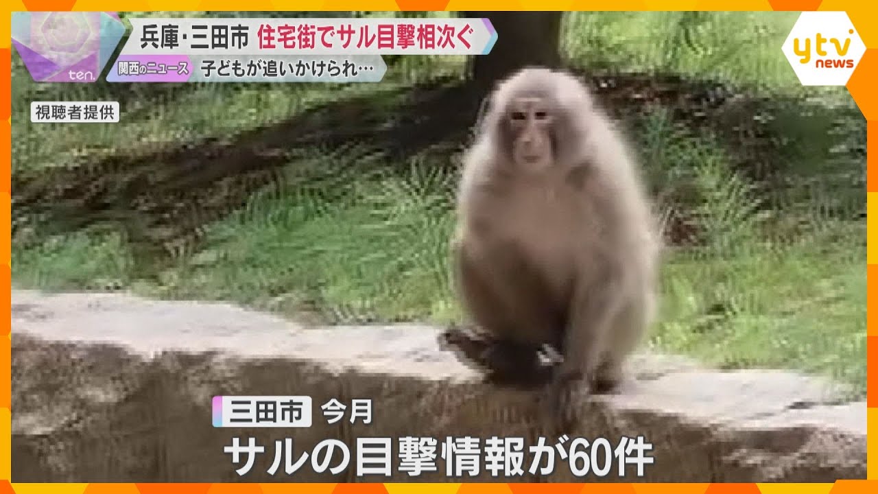 「サルが飛びかかってきて体当たり」住宅街で目撃60件「窓もドアも開けられない」子ども追いかけられ 兵庫・三田市