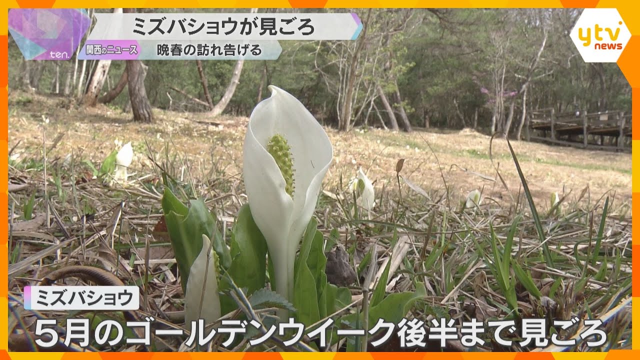 少し遅い“春の訪れ” 寒さの影響で開花遅れたミズバショウ見ごろ 3000株が可憐に 兵庫・養父市