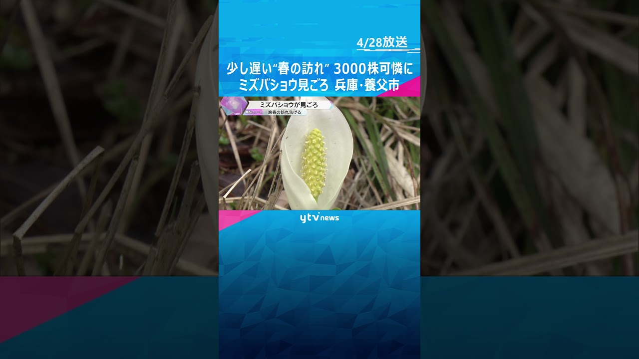 少し遅い“春の訪れ”　寒さの影響で開花遅れたミズバショウ見ごろ　3000株が可憐に　兵庫・養父市　#shorts #読売テレビニュース