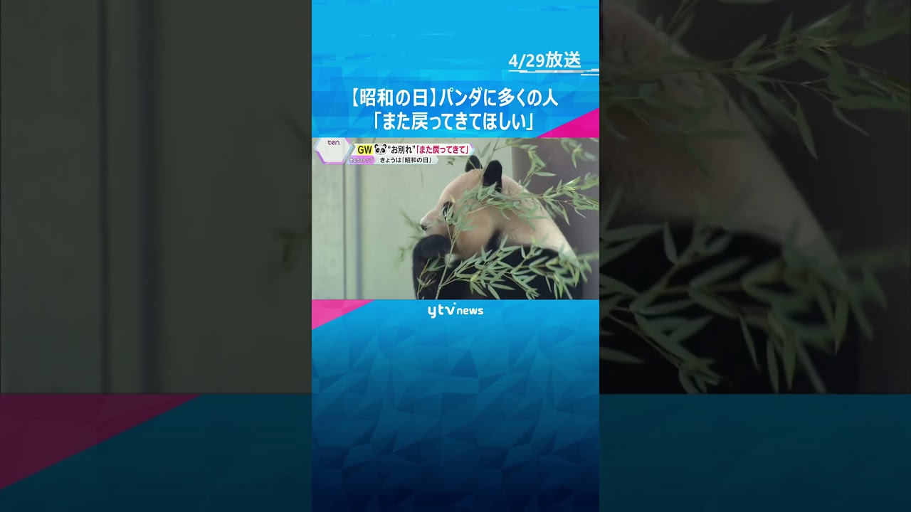 多くの人がパンダに“お別れ” 「せつない」「また戻ってきて」　和歌山・アドベンチャーワールド　#shorts #読売テレビニュース