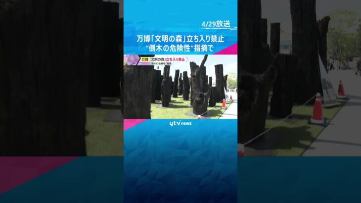 万博『文明の森』立ち入り禁止に　“倒木の危険性”とSNSで指摘　万博協会「安全性の確認が必要」#shorts #読売テレビニュース