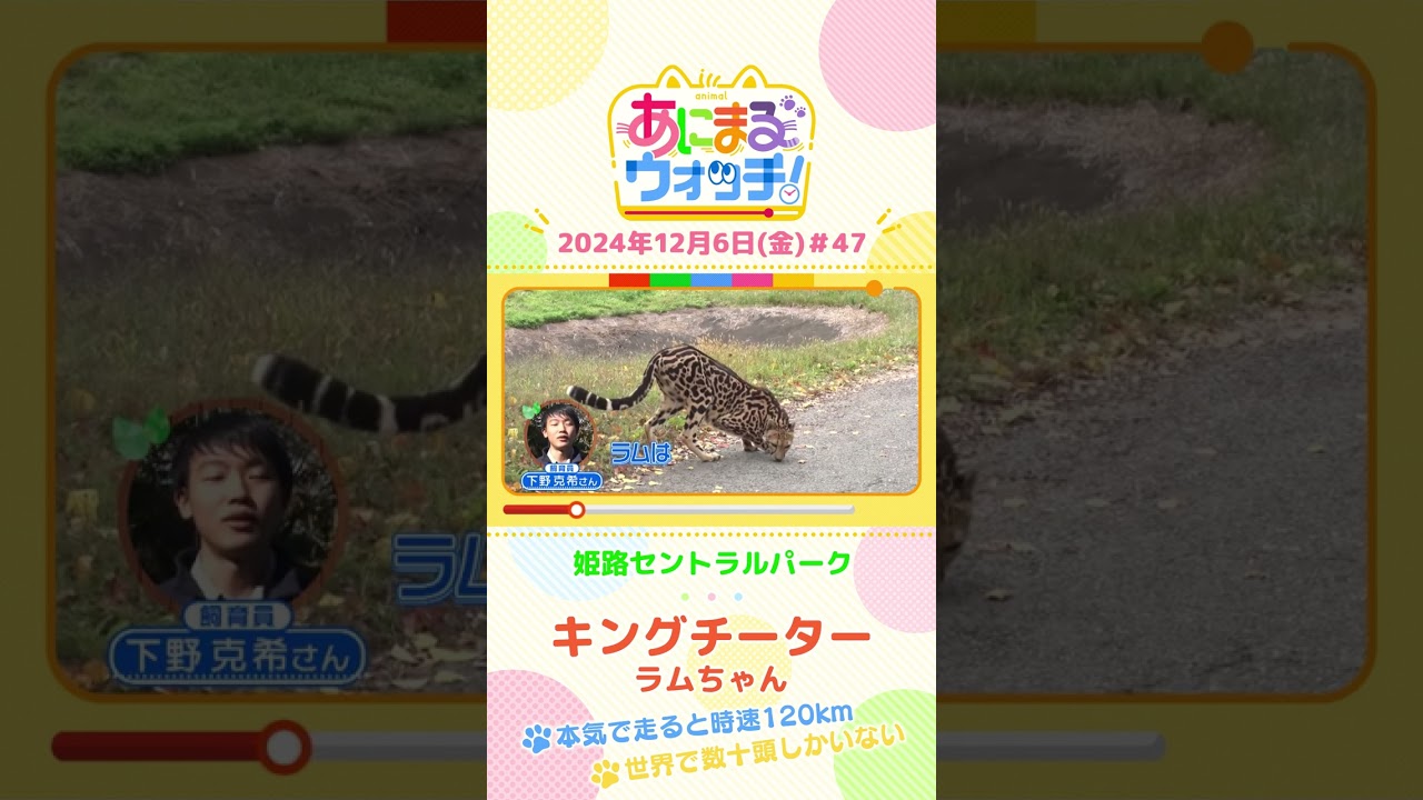 世界で数十頭しかいない!?キングチーターの「ラムちゃん」 兵庫「姫路セントラルパーク」 #shorts #読売テレビニュース #すまたん #あにまるウォッチ #動物