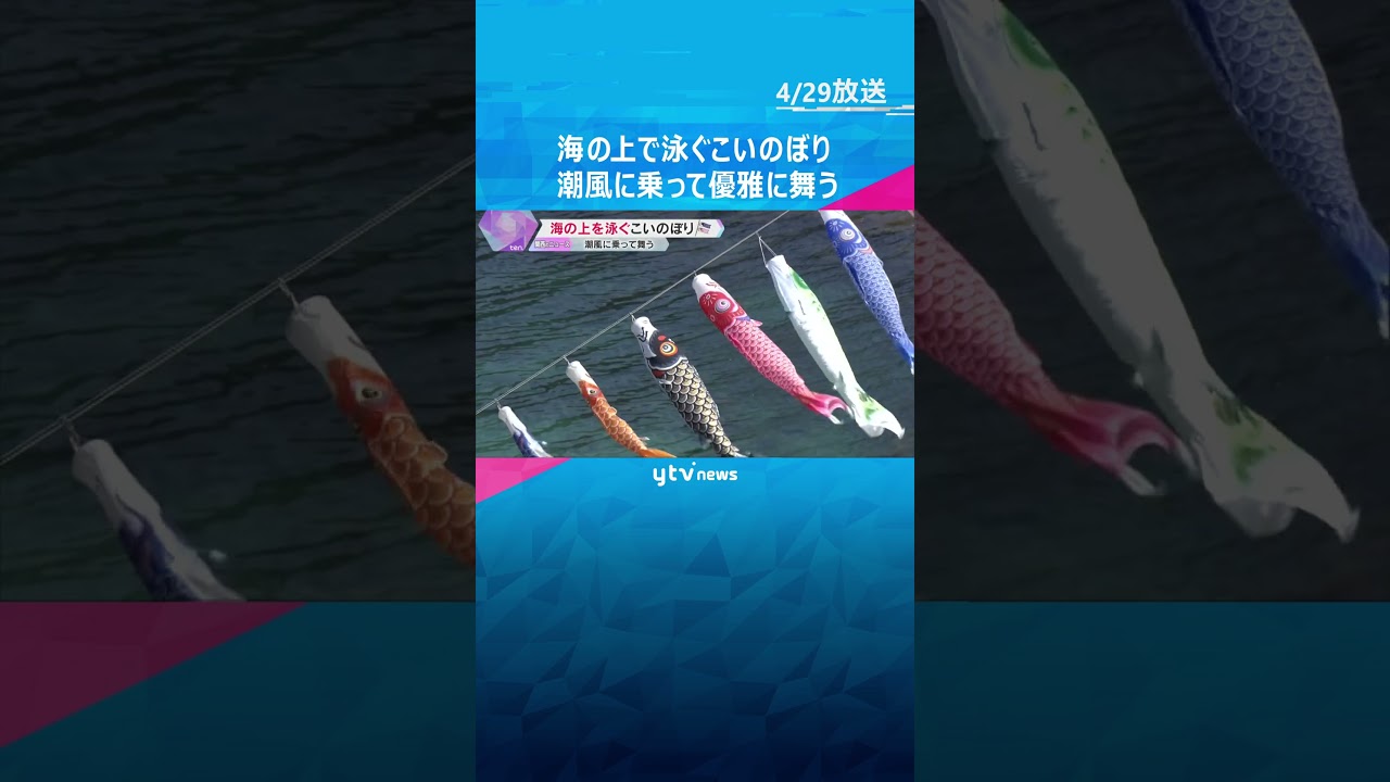 海の上で泳ぐ約90匹の“こいのぼり”　春の潮風に乗って優雅に舞う　5月5日まで　兵庫・香美町　#shorts #読売テレビニュース