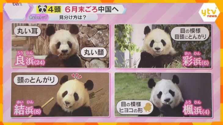 【GW】“パンダに会いたい” 多くの人が白浜を訪問　返還される中国の研究所とは？4頭の特徴は？