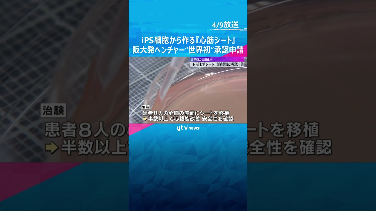 「心臓病では死なない世界ができるかなと」iPS細胞から作る『心筋シート』を“世界初”承認申請  #shorts #読売テレビニュース