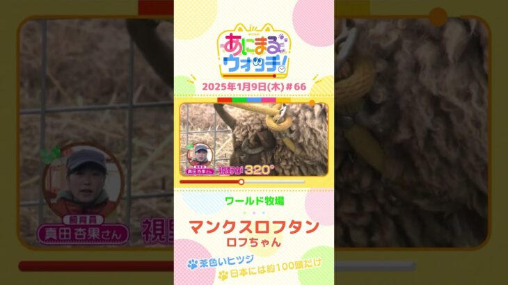 日本には約100頭だけ！「マンクスロフタン」の「ロフちゃん」　大阪「ワールド牧場」　#shorts #読売テレビニュース #すまたん ＃あにまるウォッチ #動物