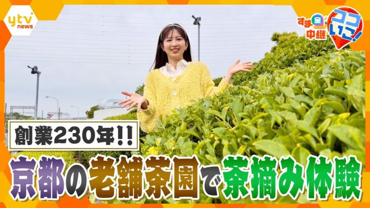 創業230年！京都の老舗茶園で茶摘み体験＆挽きたて抹茶を堪能！【す・またん！】