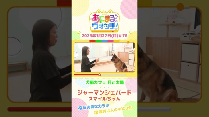 嗅覚は人の4,000倍！「ジャーマンシェパード」　京都「犬猫カフェ 月と太陽」 #shorts #読売テレビニュース #すまたん #あにまるウォッチ #動物