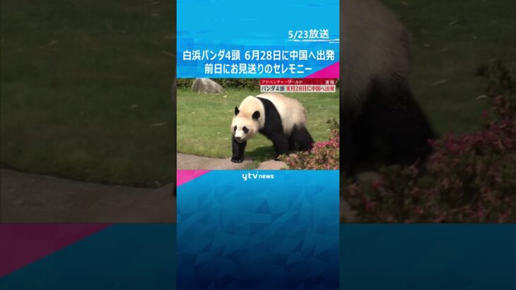 パンダ4頭は6月28日に中国出発　前日に見送りのセレモニー　和歌山・アドベンチャーワールド　#shorts #読売テレビニュース