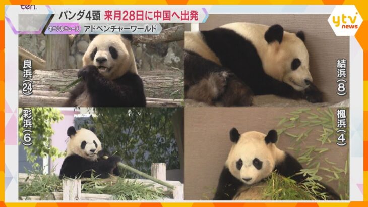パンダ4頭は6月28日に中国へ出発　前日に見送りセレモニー　今月26日からガラス越し展示　和歌山
