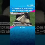 パンダ4頭は6月28日に中国へ出発　前日に見送りセレモニー　今月26日からガラス越し展示　和歌山　#shorts #読売テレビニュース