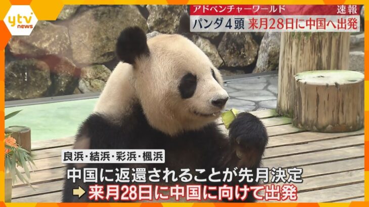 パンダ4頭は6月28日に中国出発　前日に見送りのセレモニー　和歌山・アドベンチャーワールド