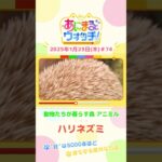 “針”は5,000本ほど！「ハリネズミ」　大阪「動物たちが暮らす森 アニミル」　#shorts #読売テレビニュース #すまたん #あにまるウォッチ #動物