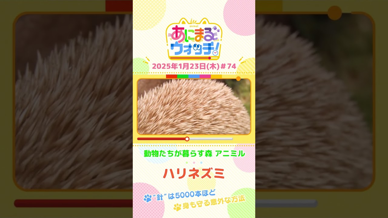 “針”は5,000本ほど!「ハリネズミ」 大阪「動物たちが暮らす森 アニミル」 #shorts #読売テレビニュース #すまたん #あにまるウォッチ #動物