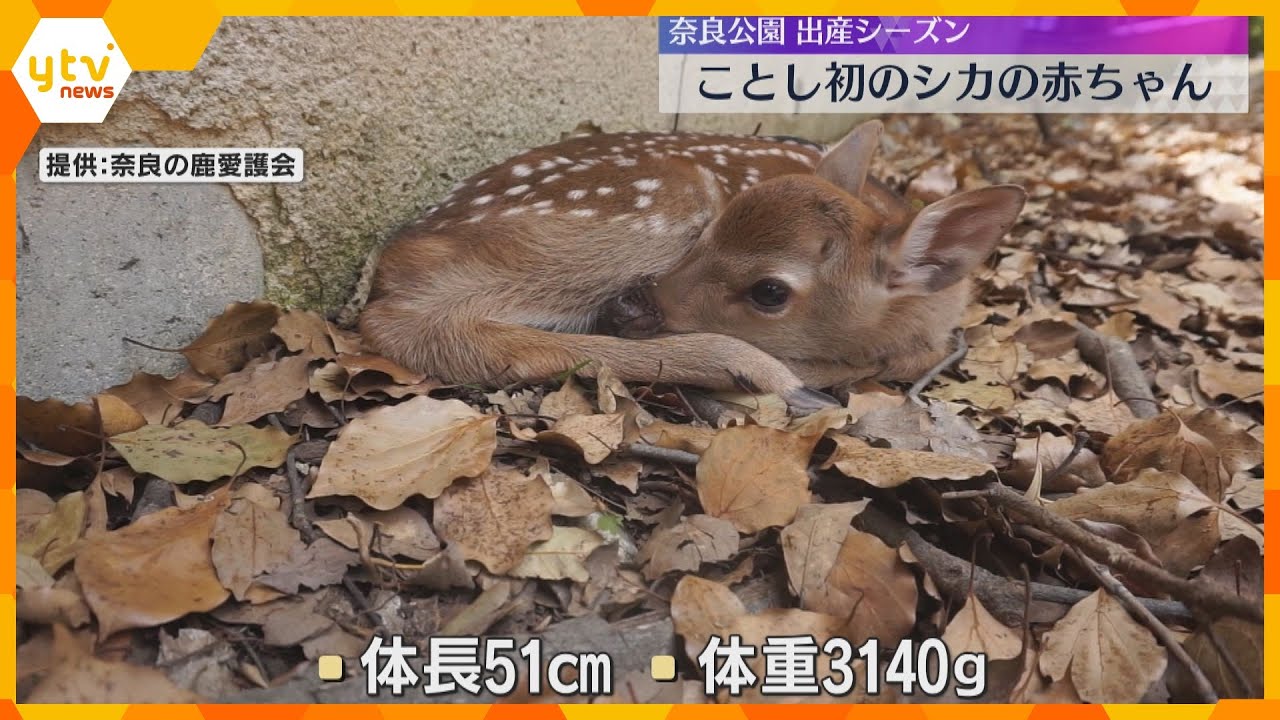 奈良公園で今年初のシカの赤ちゃん誕生 7月下旬には鹿苑から公園へ「少し離れた場所から見守って」
