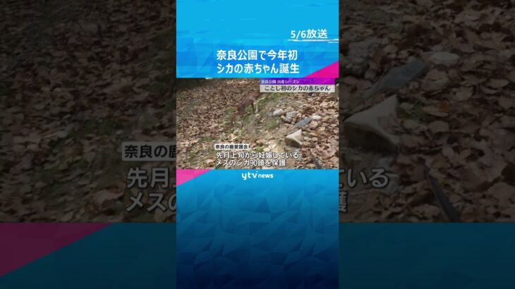 奈良公園で今年初のシカの赤ちゃん誕生　7月下旬には鹿苑から公園へ「少し離れた場所から見守って」　#shorts #読売テレビニュース