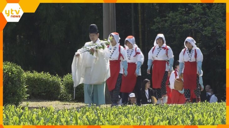 熊野本宮大社で新茶祭　巫女や農家が艶ある茶葉を摘み取る　地元特産の「音無茶」出荷は7月ごろまで