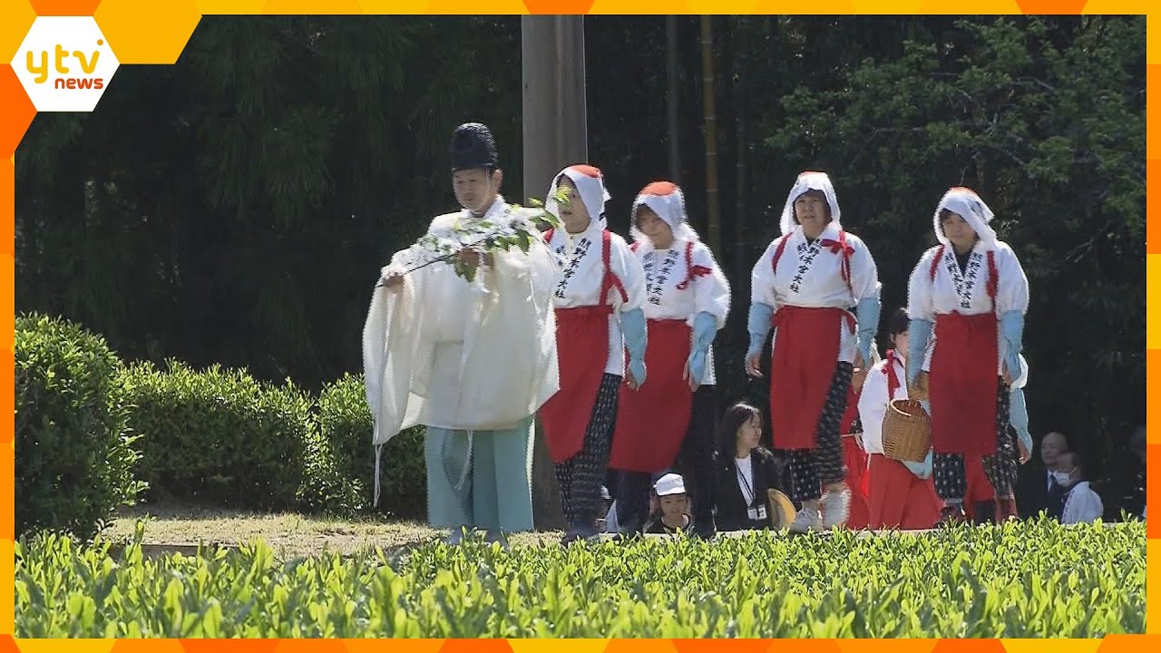 熊野本宮大社で新茶祭 巫女や農家が艶ある茶葉を摘み取る 地元特産の「音無茶」出荷は7月ごろまで