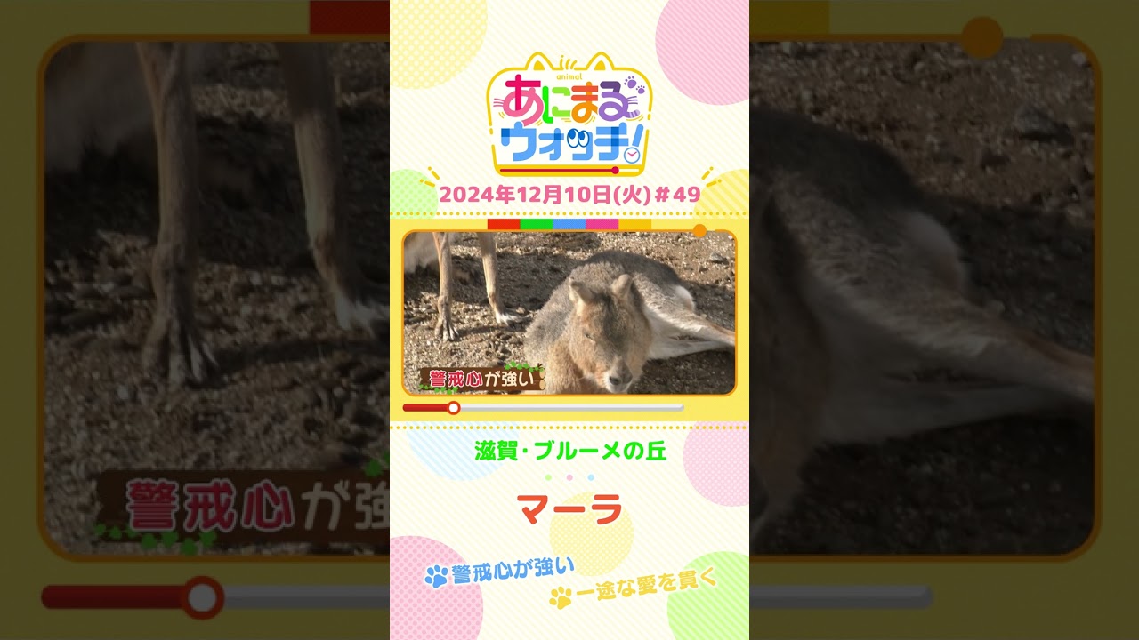 警戒心が強い!「マーラ」 滋賀「ブルーメの丘」 #shorts #読売テレビニュース #すまたん #あにまるウォッチ #動物