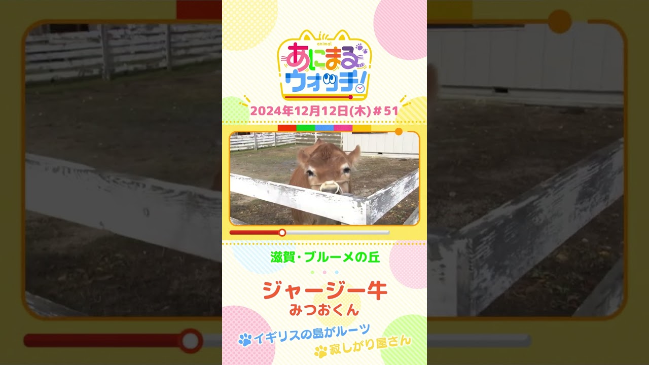 イギリスの島がルーツ?ジャージー牛の「みつおくん」 滋賀「ブルーメの丘」 #shorts #読売テレビニュース #すまたん #あにまるウォッチ #動物