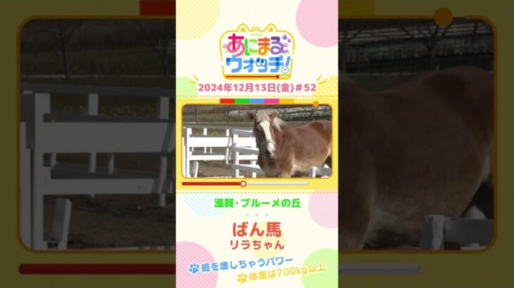 柵を壊すほどのパワー！「ばん馬」の「リラちゃん」　滋賀「ブルーメの丘」　#shorts #読売テレビニュース #すまたん ＃あにまるウォッチ #動物