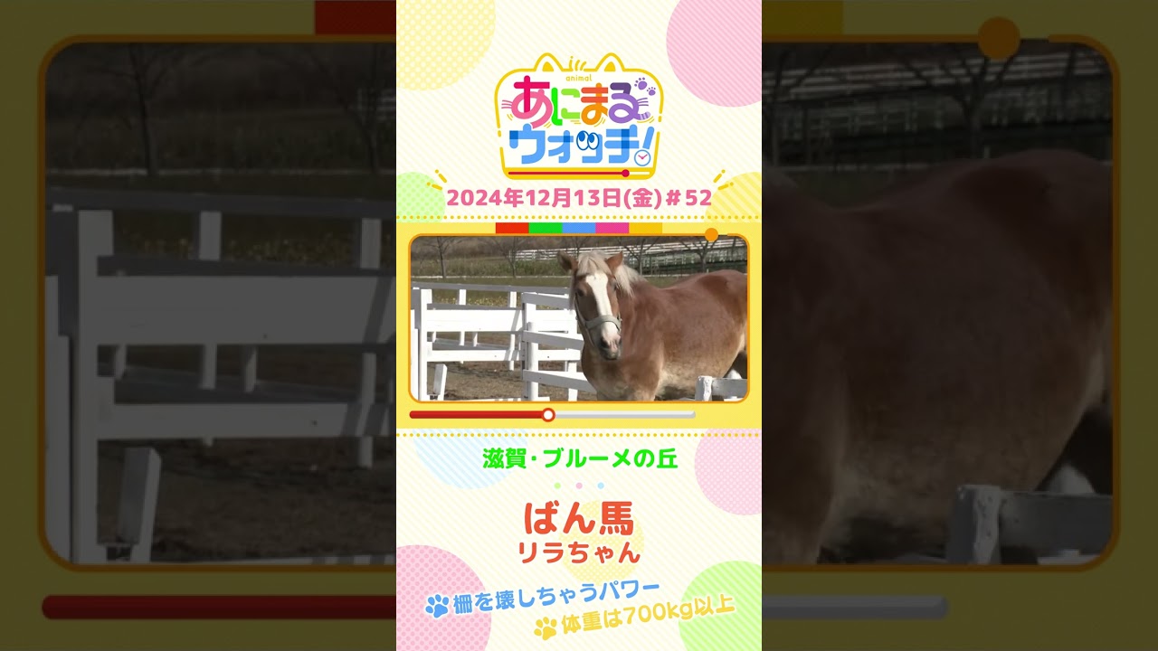 柵を壊すほどのパワー!「ばん馬」の「リラちゃん」 滋賀「ブルーメの丘」 #shorts #読売テレビニュース #すまたん #あにまるウォッチ #動物