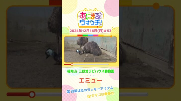 羽根は恋のラッキーアイテム！「エミュー」　京都「福知山市動物園」　#shorts #読売テレビニュース #すまたん ＃あにまるウォッチ #動物