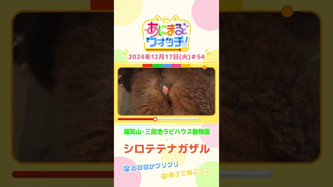 お目目がクリクリ!「シロテテナガザル」の親子、「福(ふく)」と「金太郎(きんたろう)」 京都「福知山市動物園」 #shorts #読売テレビニュース #すまたん #あにまるウォッチ #動物