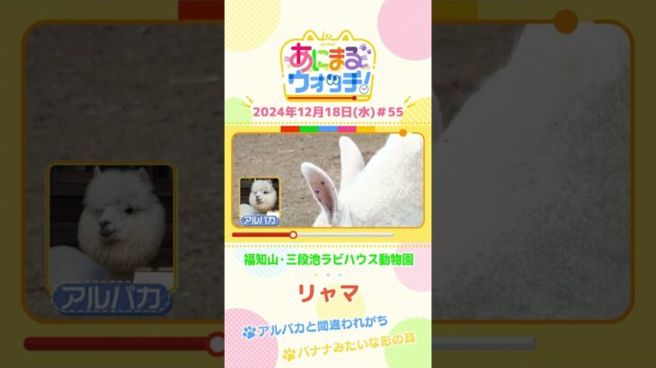 アルパカと間違われがち！？「リャマ」　京都「福知山市動物園」　#shorts #読売テレビニュース #すまたん ＃あにまるウォッチ #動物