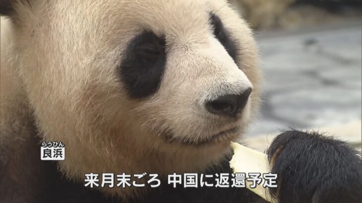 中国返還前に最後の母の日　お母さんパンダ「良浜」にプレゼント！大好物のタケノコやニンジンで“花”