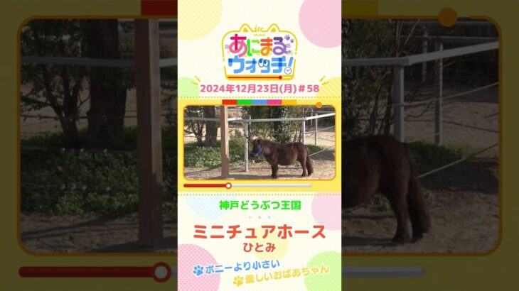 ポニーより小さい！「ミニチュアホース」の「ひとみ」　兵庫「神戸どうぶつ王国」　#shorts #読売テレビニュース #すまたん ＃あにまるウォッチ #動物