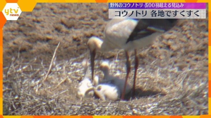 国の特別天然記念物 コウノトリの「ふ化」　今年も各地で確認、親鳥の足元でヒナが餌を食べる様子も