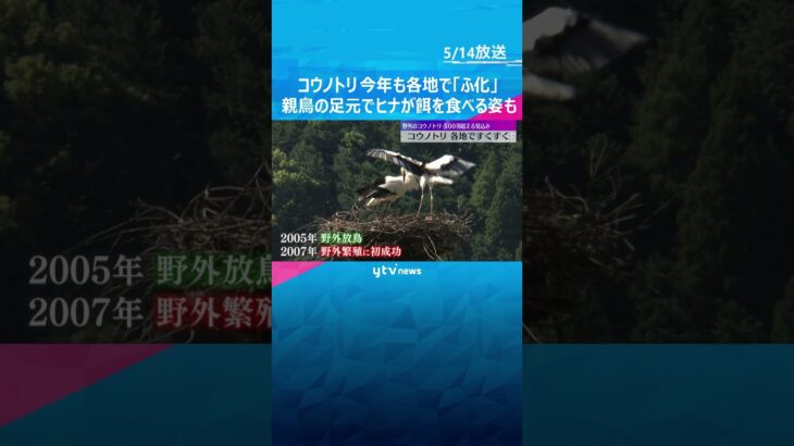 国の特別天然記念物 コウノトリの「ふ化」　今年も各地で確認、親鳥の足元でヒナが餌を食べる様子も#shorts　#読売テレビニュース