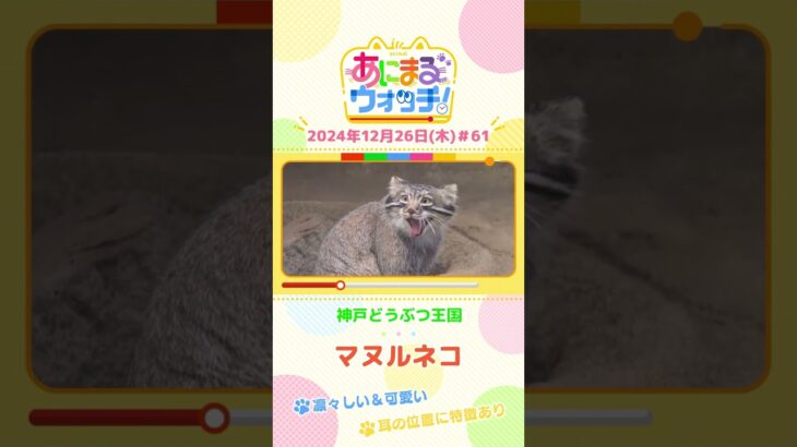 凛々しい＆可愛い！「マヌルネコ」　兵庫・神戸どうぶつ王国　#shorts #読売テレビニュース #すまたん ＃あにまるウォッチ #動物