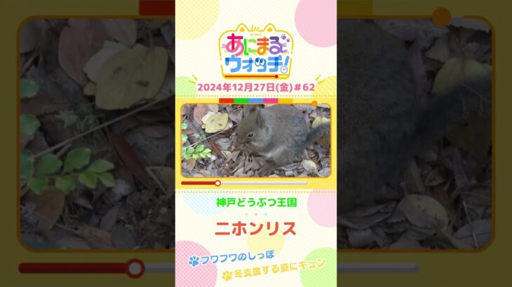 冬支度する姿にキュン！「二ホンリス」　兵庫・神戸どうぶつ王国　#shorts #読売テレビニュース #すまたん ＃あにまるウォッチ #動物