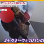 【映像】万博バルト館でミャクミャクのぬいぐるみ盗難　防犯カメラに一部始終　「悲しいので返して」